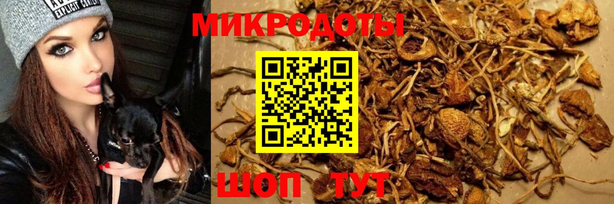 Псилоцибиновые грибы Cubensis Качканар